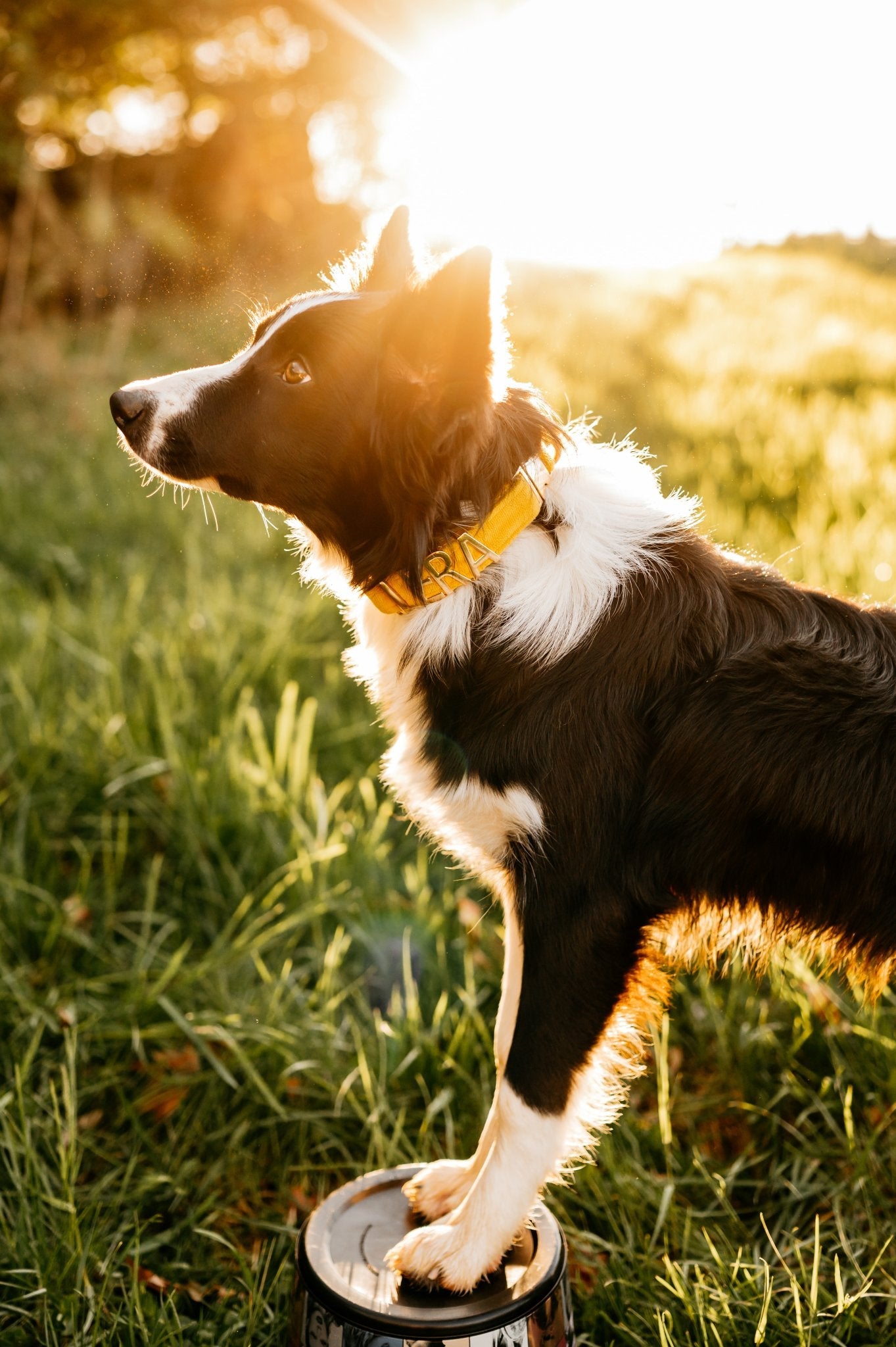 Personalized dog collar featuring metal letters, stylish design for special occasions like birthdays