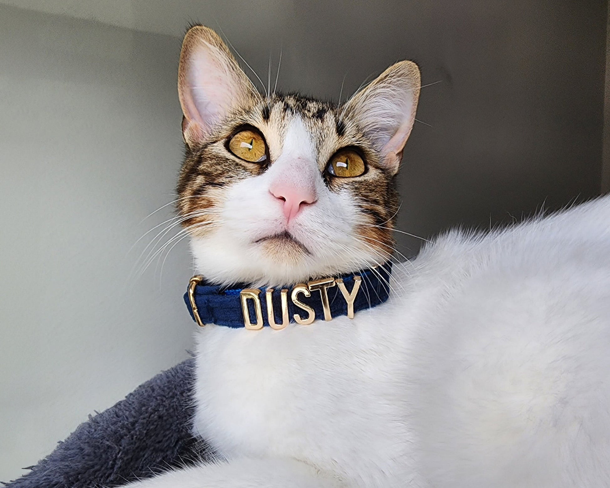 Cat collar with name, Pretty cat accessories pet collar leashes, Personalized lettering cat collar, Xs Dog Collar - PetyzPaws