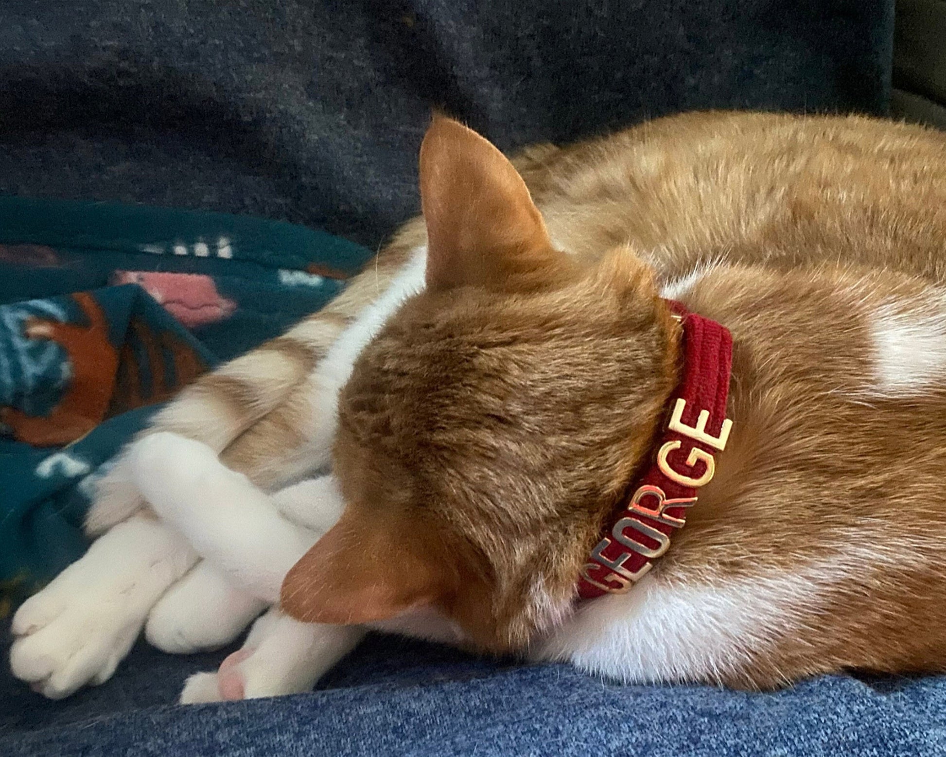 Cat collar with name, Pretty cat accessories pet collar leashes, Personalized lettering cat collar, Xs Dog Collar - PetyzPaws