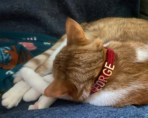 Cat collar with name, Pretty cat accessories pet collar leashes, Personalized lettering cat collar, Xs Dog Collar - PetyzPaws