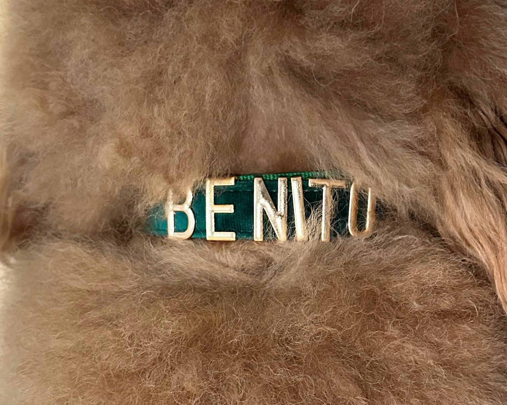 Cat collar with name, Pretty cat accessories pet collar leashes, Personalized lettering cat collar, Xs Dog Collar - PetyzPaws