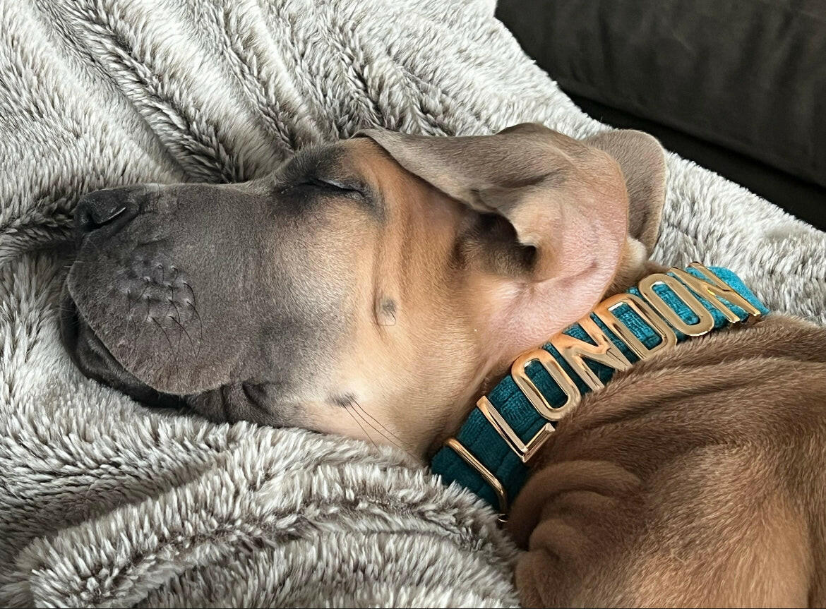 PetyzPaws Personalized Velvet Dog Collar for Pets - PetyzPaws