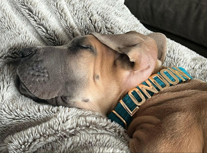 PetyzPaws Personalized Velvet Dog Collar for Pets - PetyzPaws